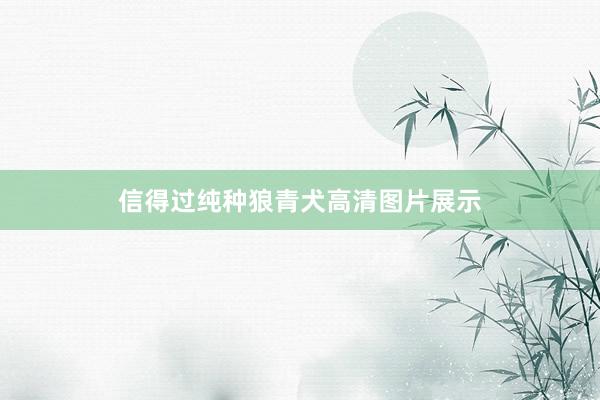信得过纯种狼青犬高清图片展示